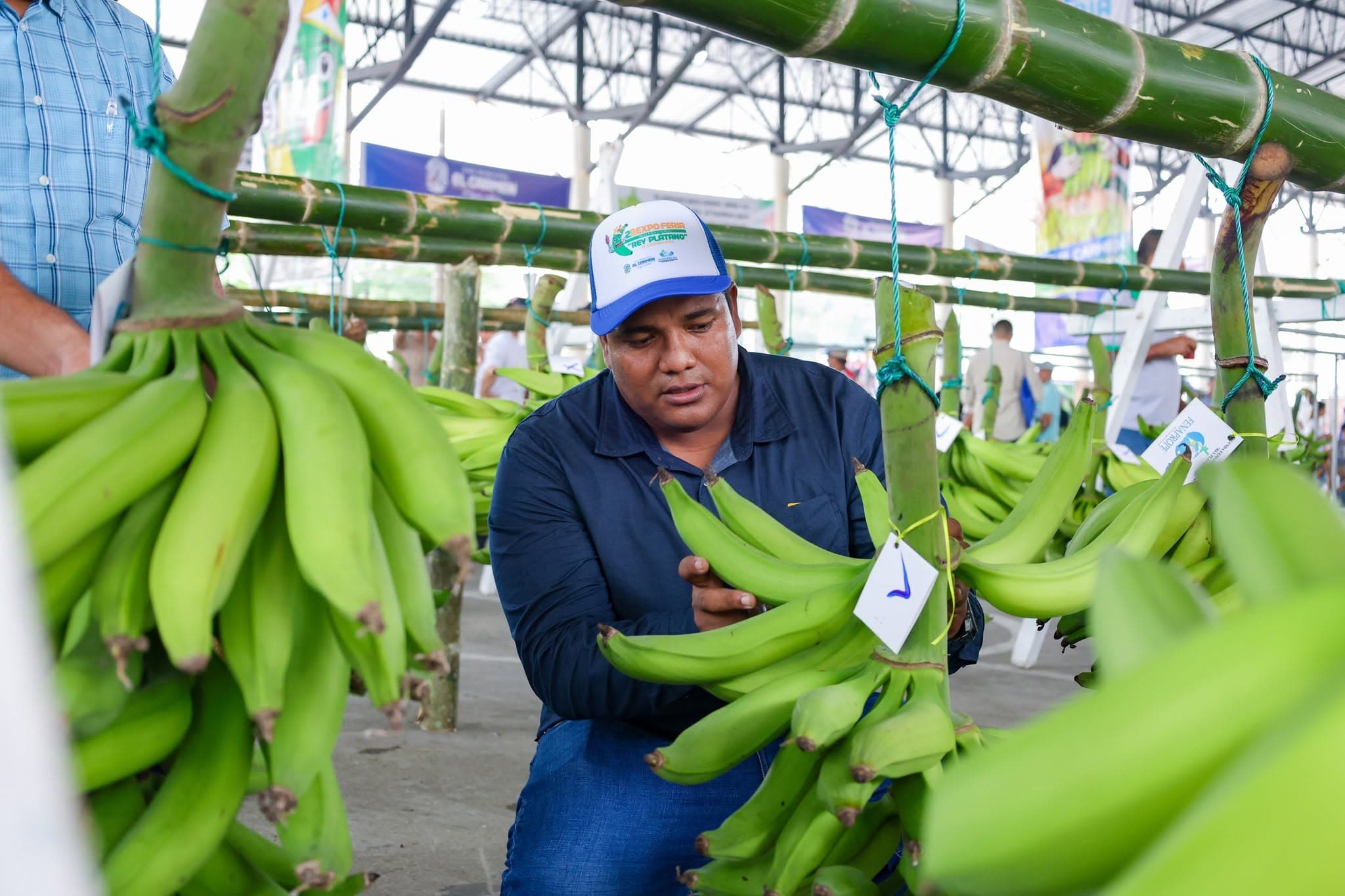 Concurso Rey Plátano